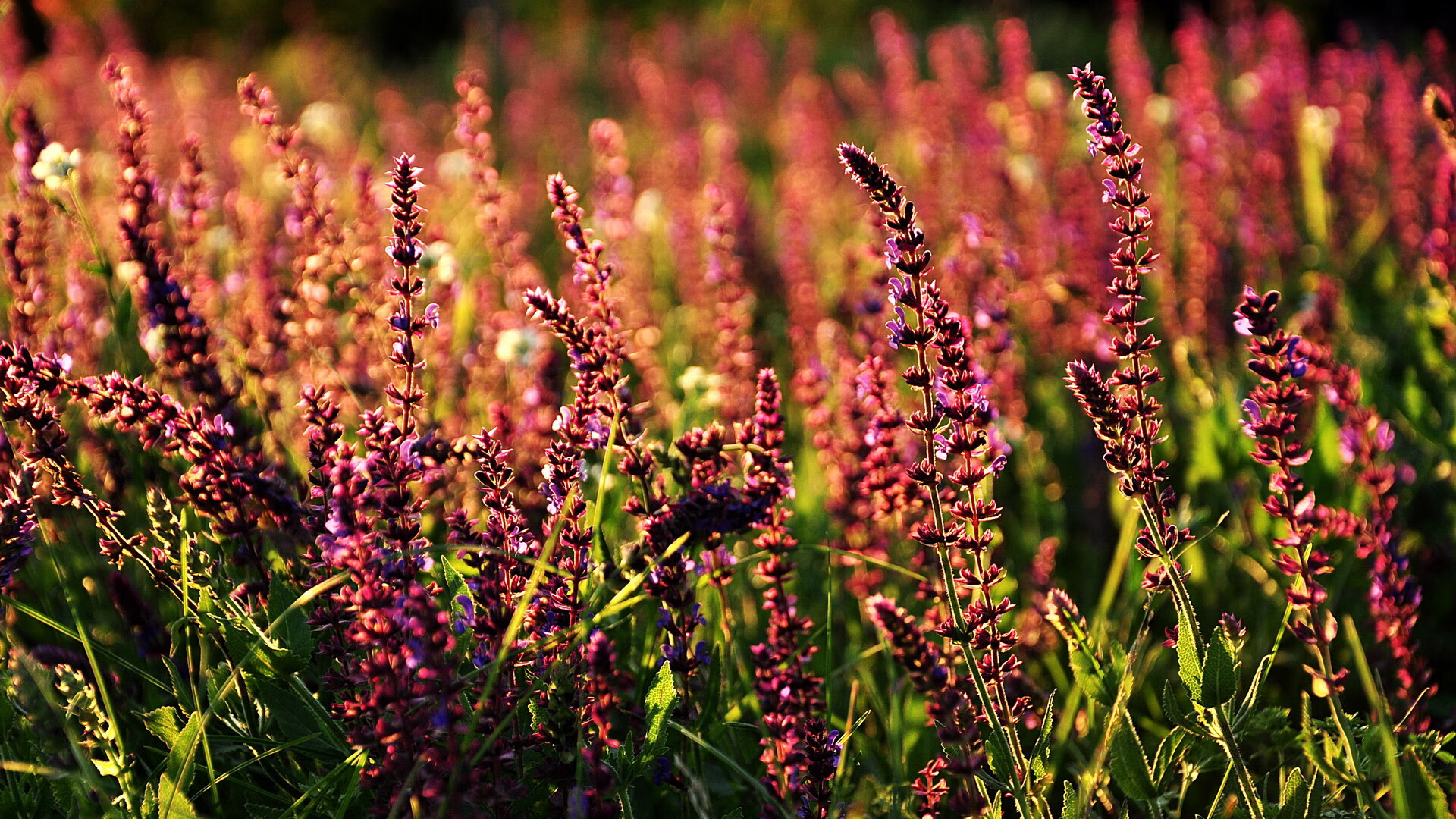 奥运周期关键战之夜，塔图姆的传奇熔铸于夜火与骨架