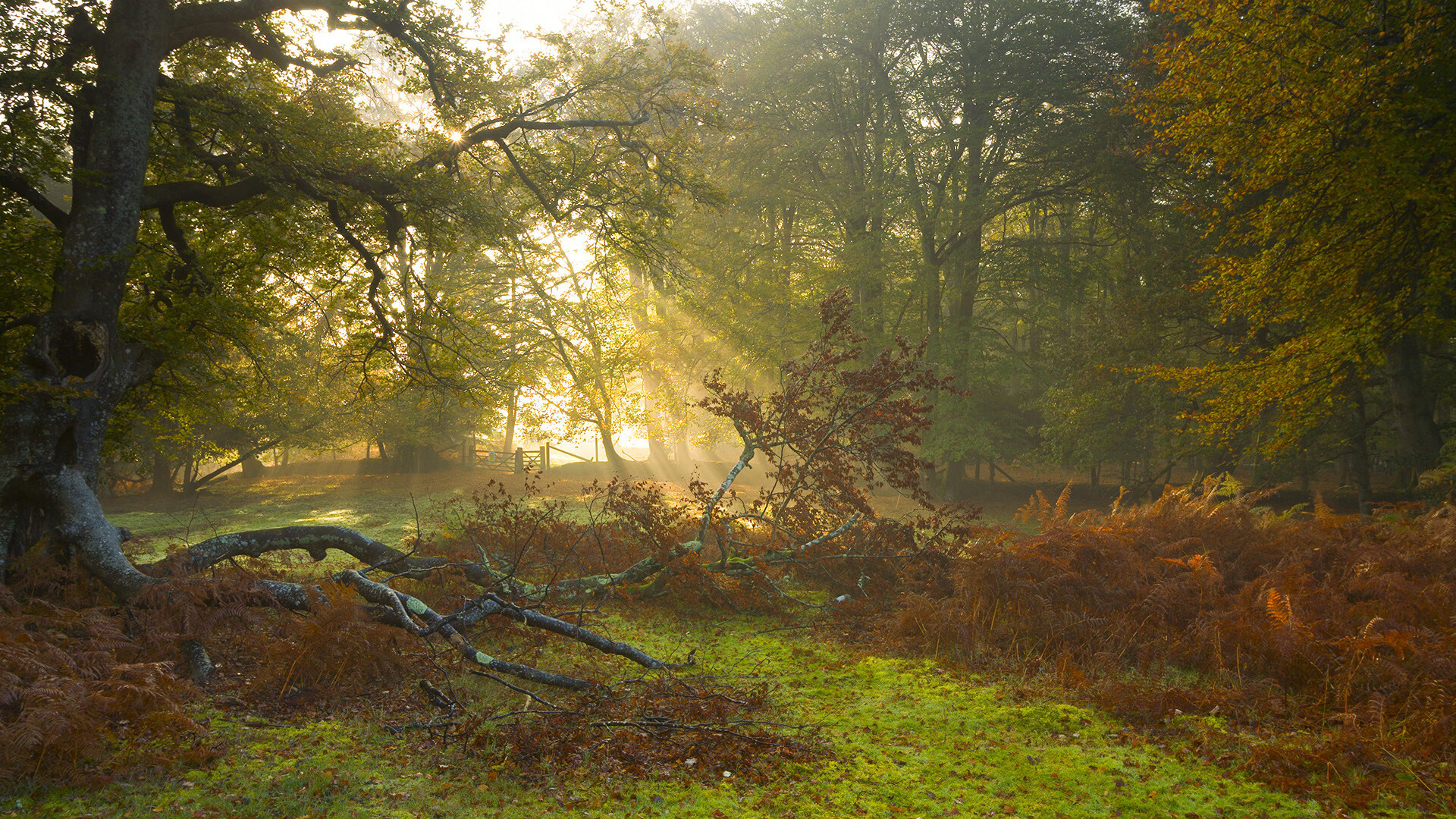 跨界巅峰，广厦队篮球场上的魔术征服，哈利伯顿F1赛道上的冠军接管