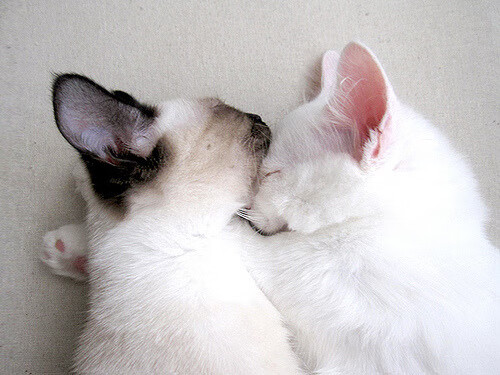 步行者绝杀森林狼，锡安季后赛主宰比赛—NBA季后赛的激情时刻