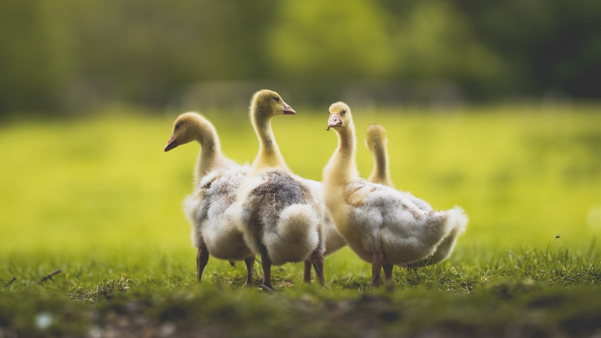 开云体育登录-冰封奥兰多，灼热双子星—森林狼坚韧擒魔术，贝恩一锤定音的关键先生之夜