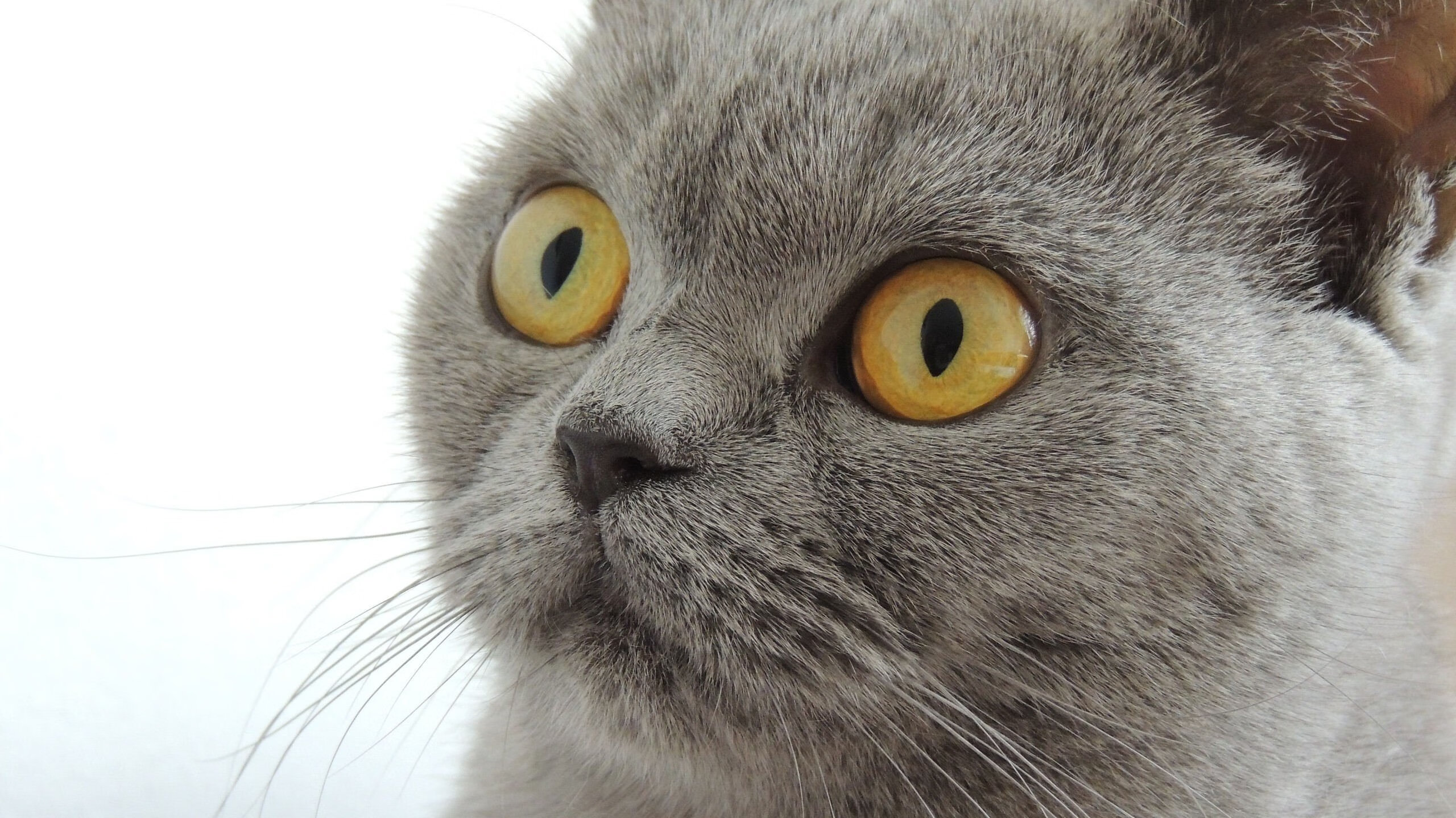 特奥一锤定音，土耳其绝处逢生斩落非洲雄狮