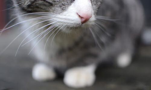 平行时空的迪巴拉，沙特淘汰赛上那颗击碎国际米兰的星