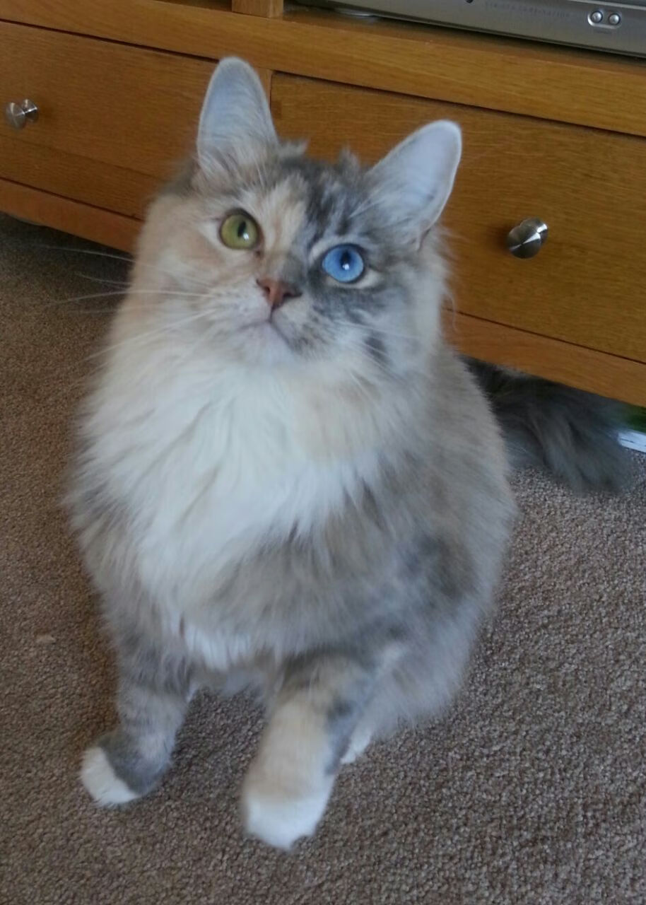 历史性跨越，勒沃库森首度问鼎洲际王座，奥亚尔萨瓦尔一锤定音铸就传奇