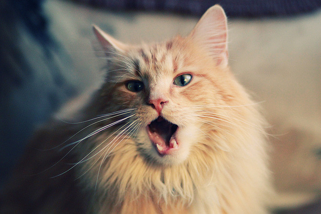 当收割者遇见接管者,两种统治力在上海与慕尼黑的夜晚绽放