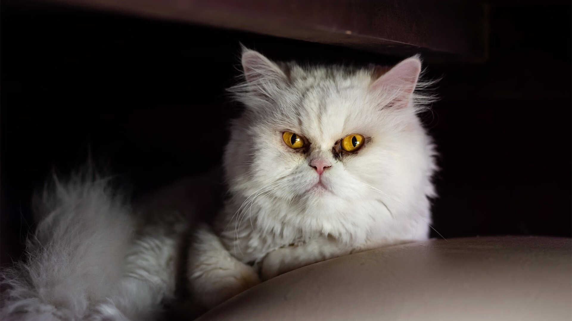 黑暗三分钟后的阳光，戈麦斯悬崖边的自我救赎