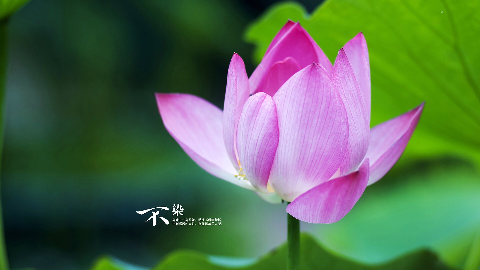 跨界对决，新疆队巅峰胜深圳，范弗利特F1争冠接管