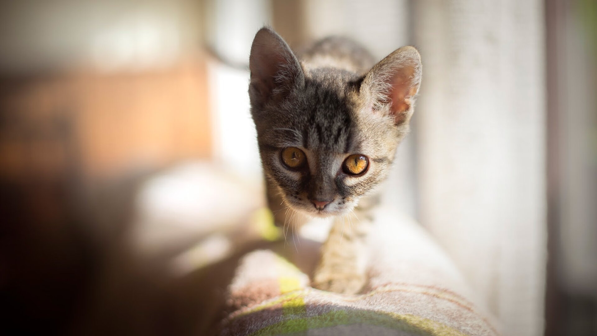 地缘德比，委内瑞拉的全场紧逼压制多特蒙德，C罗一记世纪助攻成为关键先生