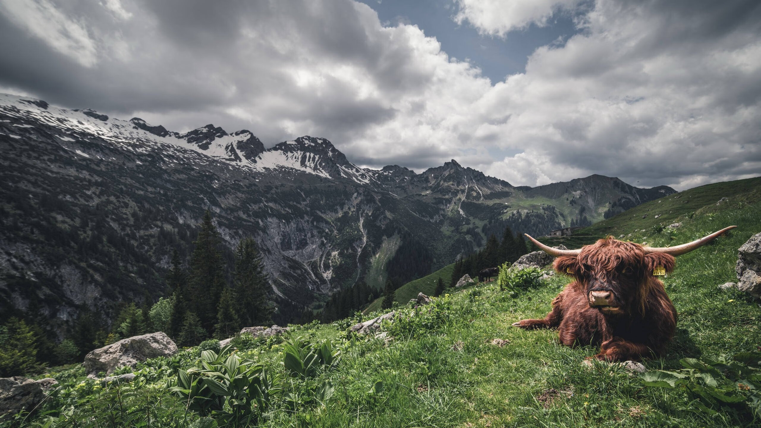 他以手术刀般的冷静，完成了巴黎的闪电一击