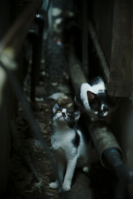 破局！巴西关键战突围伊拉克，内马尔圣保罗之夜的绝对主宰