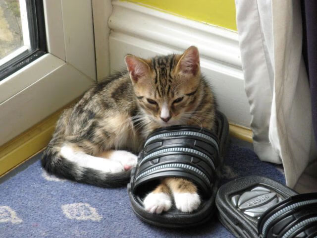 弑神者，那一夜，唯一能在伊布面前站直的人