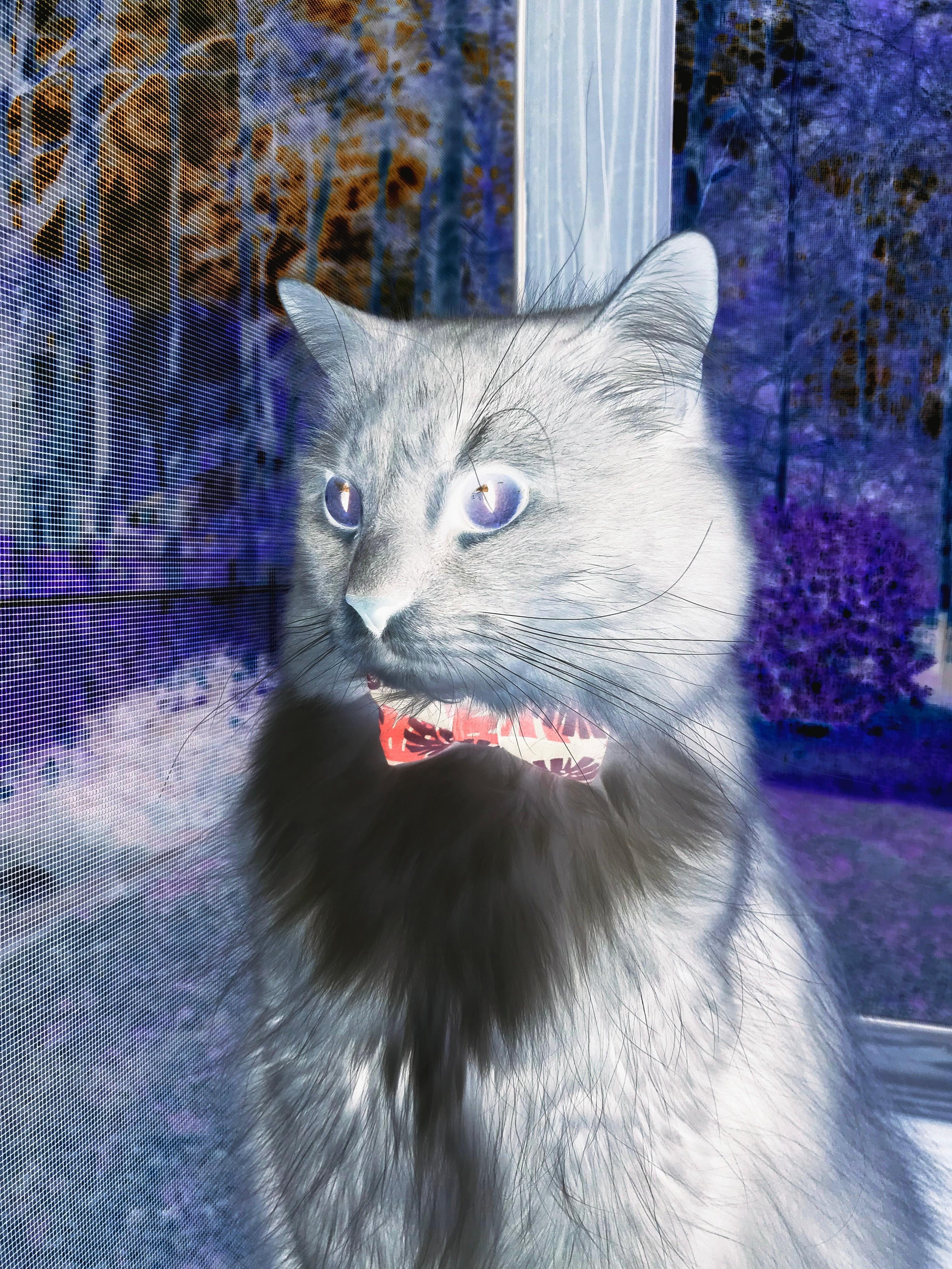 跨界掌控，厄瓜多尔足球节奏驯服荷兰，孔德F1争冠的终极接管