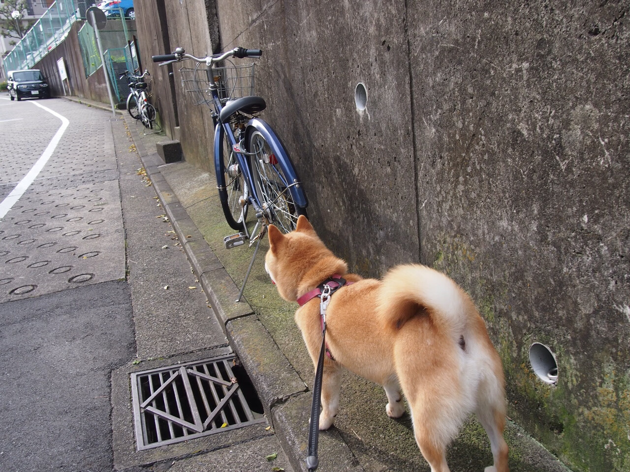 跨界狂想，当欧冠之夜映照NBA森林