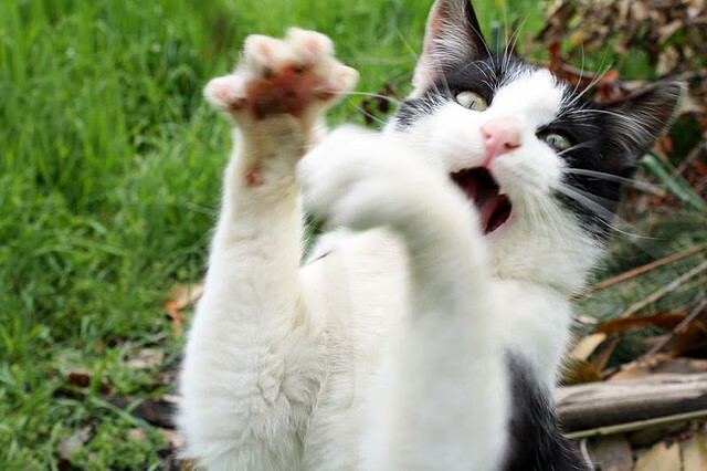 午夜魔法，班凯罗加时绝地反击，凯尔特人惊险取胜步行者